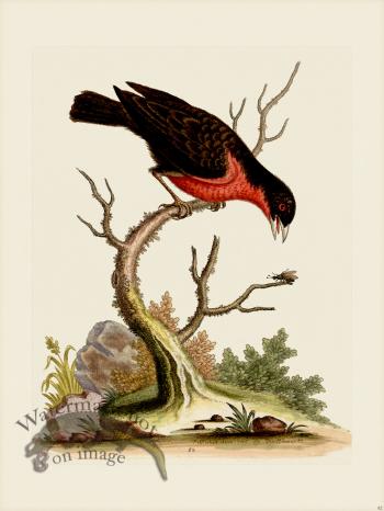 Edwards 082 Greater Bull-Finch